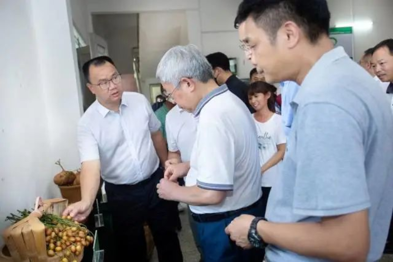 调研组前往那吉镇北大朗村和潭角古楼村现场调研。恩平市农业农村局 提供 图片